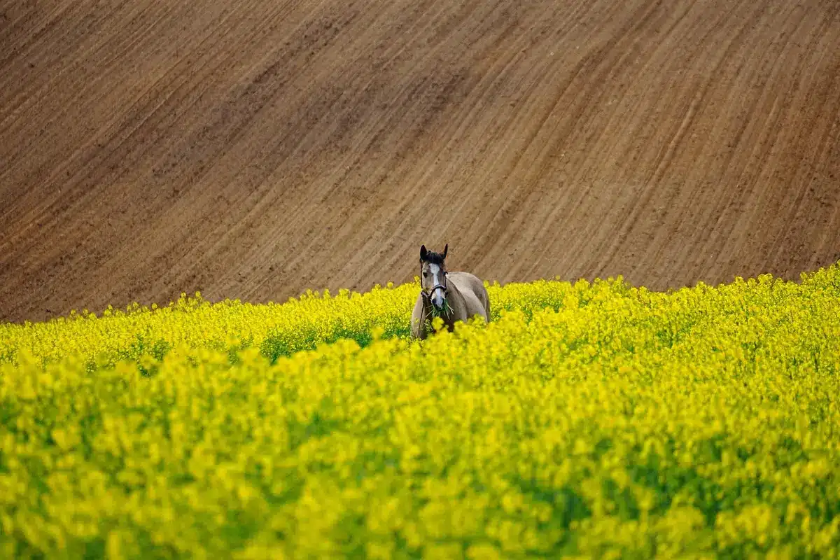 Cavalos e tratadores reunidos numa feira equestre