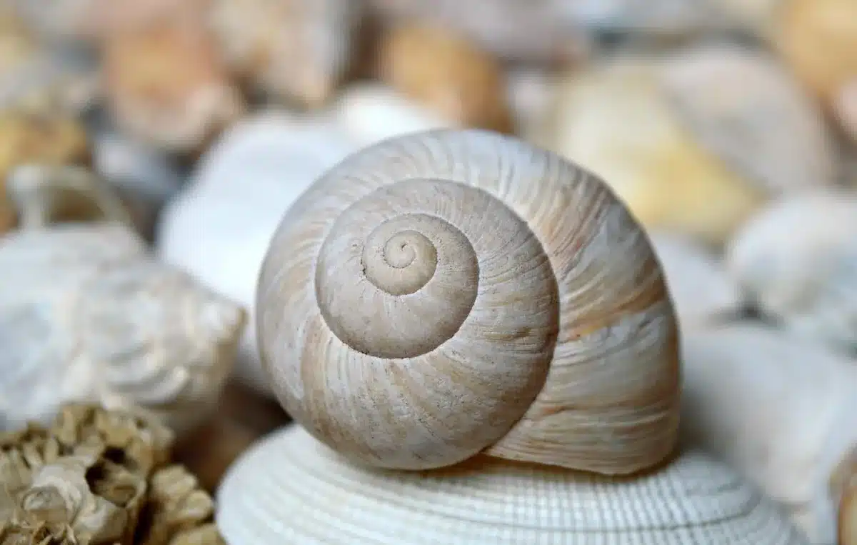 Estacas de bambu e sacos com conchas instalados na zona intertidal