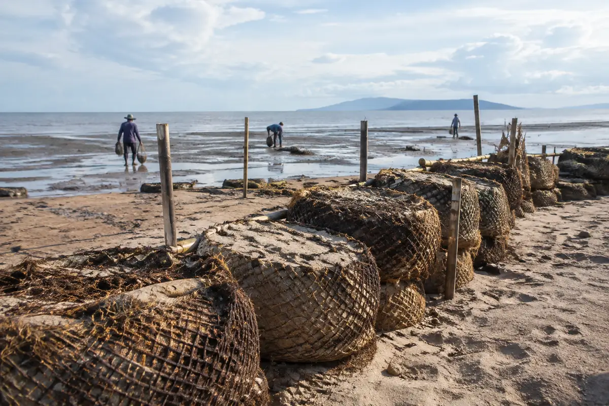 Filipinas: ilha substitui betão por manguezais para conter subida do nível do mar