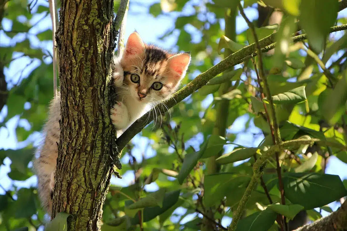 Pet sitter a entrar numa casa para cuidar de um gato durante férias