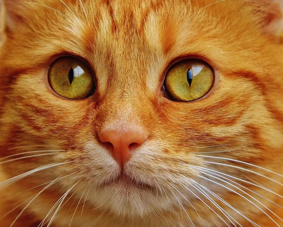 Profissional a alimentar um gato e anotar informações durante uma visita