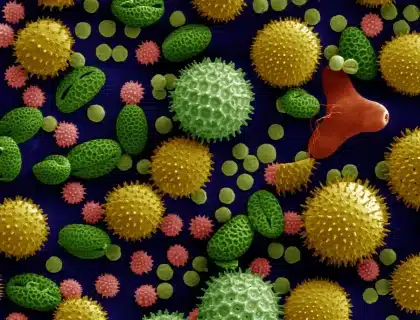 Pollen está na lista das melhores invenções de 2026 da TIME
