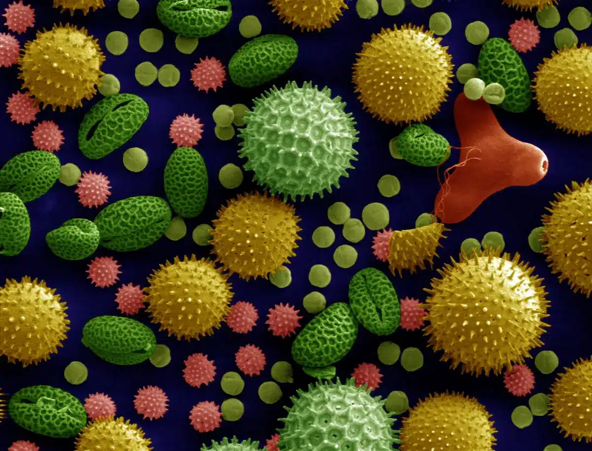Pollen está na lista das melhores invenções de 2026 da TIME
