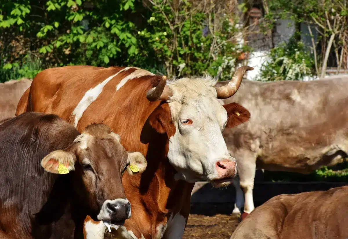Exploração leiteira de grande dimensão com vacas em pasto