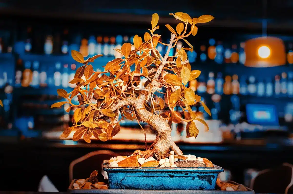Interior de restaurante com bonsai e cascata decorativa mostrando ambiente zen