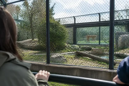 Tigre siberiano mata homem em zoológico de Yorkshire: vítima de 20 anos teria escalado a grade