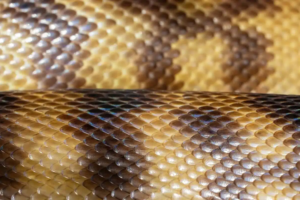 Close-up de pele de píton esticada demonstrando textura não translúcida