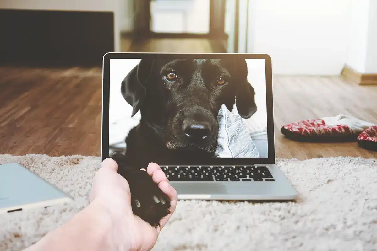 Empty web browser playing a generic video player on a laptop screen, no logos or identifiable UI